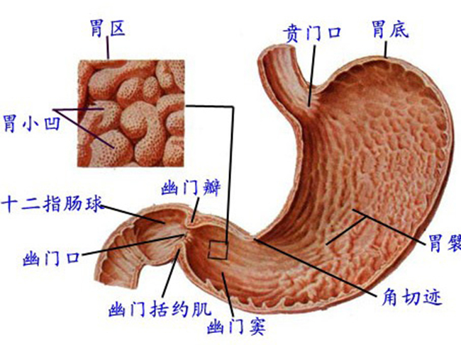 胃癌的早期症状有哪些 癌症排查小tips！大家关注