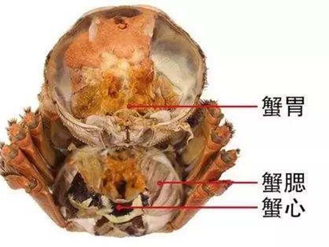 吃螃蟹不能吃什么部位 这4个部位比下水道还脏千万别吃