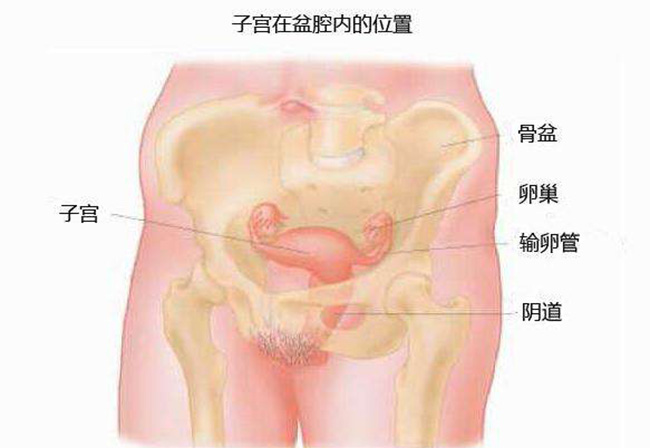 子宫切除后有什么影响 OMG~没有子宫将无法受孕是么