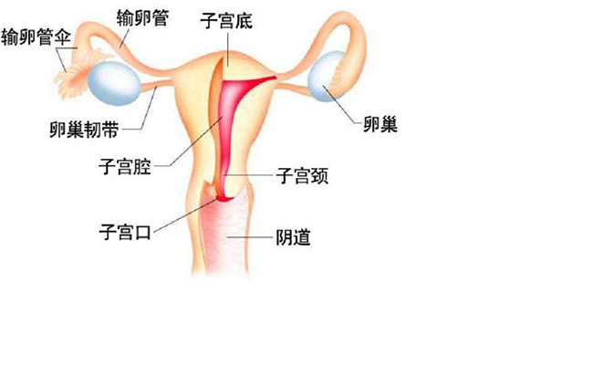 子宫切除后有什么影响 OMG~没有子宫将无法受孕是么