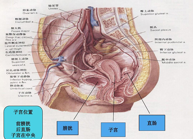 膀胱在什么位置 搞错就尴尬了准确位置在这呢