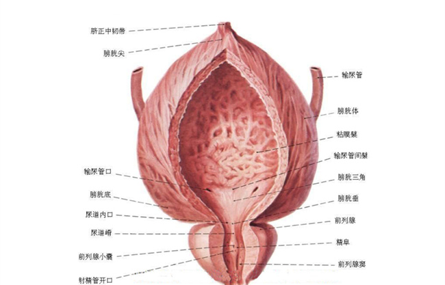 膀胱在什么位置 搞错就尴尬了准确位置在这呢