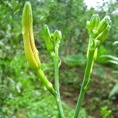 黄花菜