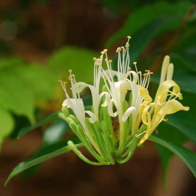 银花茶