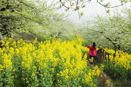 春季容易花粉过敏，四招避免过敏出现