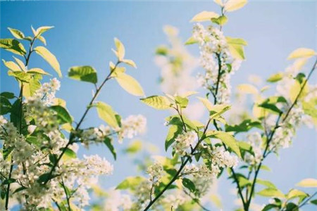 春季容易花粉过敏，四招避免过敏出现